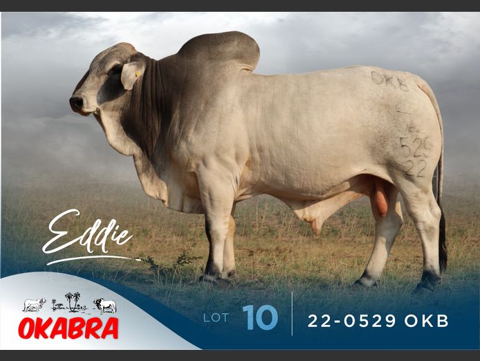22-0529 OKB | OKABRA BRAHMANS