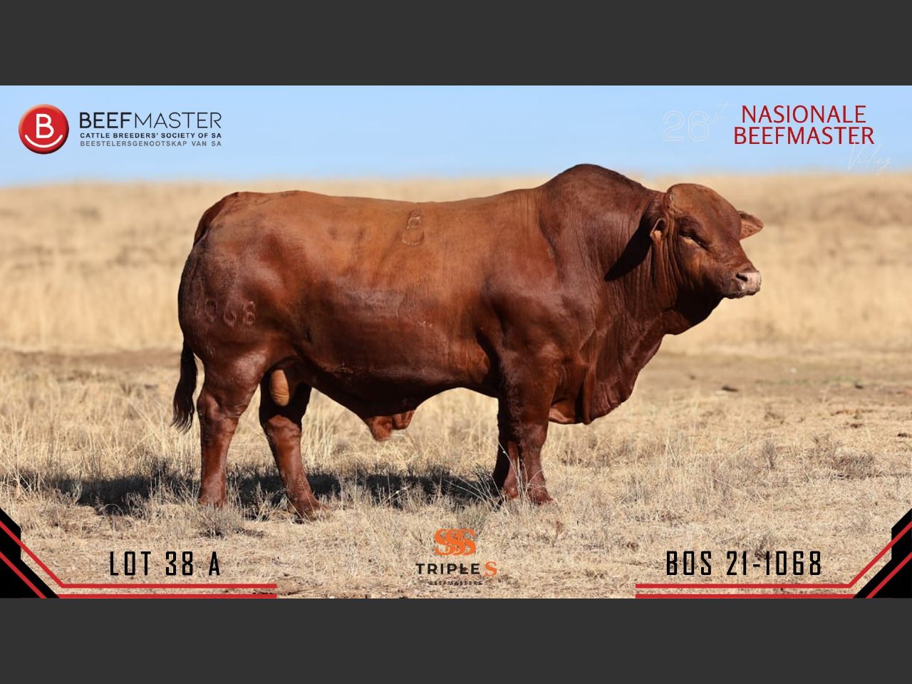 Lot 38A | 26STE NASIONALE BEEFMASTER VEILING | SwiftVEE | South Africa ...