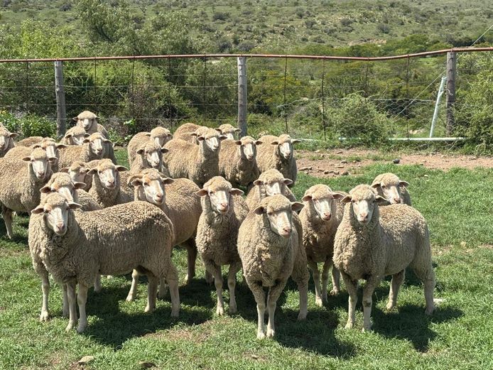 Ewes | Broclin Farming