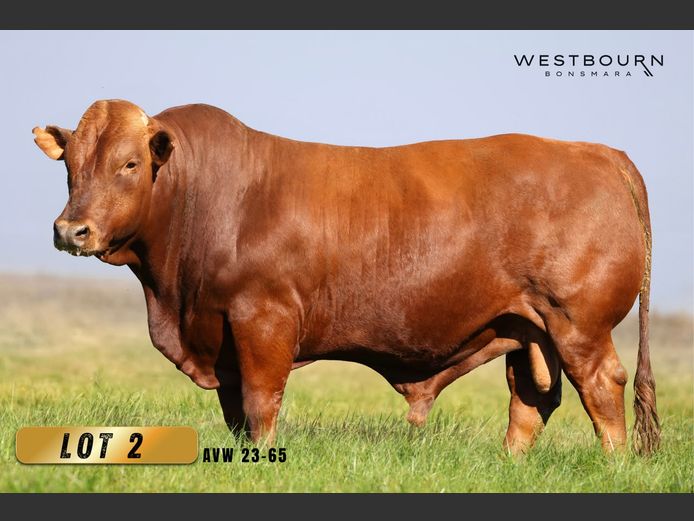 AVW 230065 | WESTBOURN BONSMARA