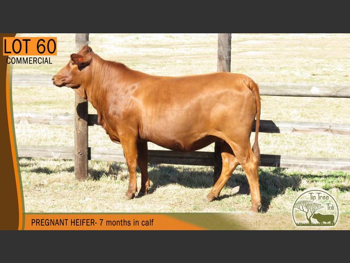 Commercial Animals | TIPTREE TULI