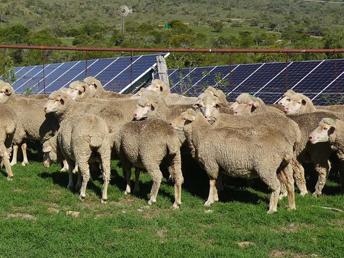 Ewes | Broclin Farming