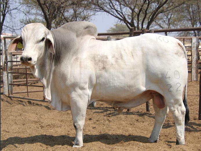 22-0040KG | MAKALANI BRAHMAN