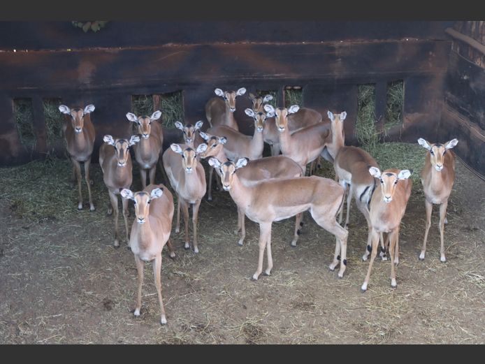 Rooibokke