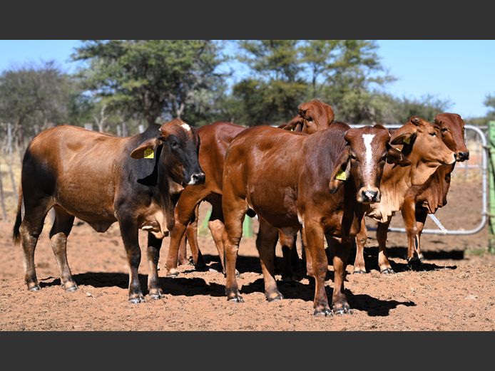 COMMERCIAL HEIFERS | WAVERLEY BRAHMAN