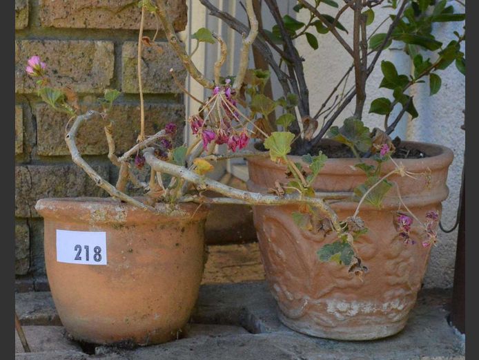 LOT: 2 x PLANT POTS WITH PLANTS, 22cm Diameter x 18cm High & 25cm Diameter x 27cm High