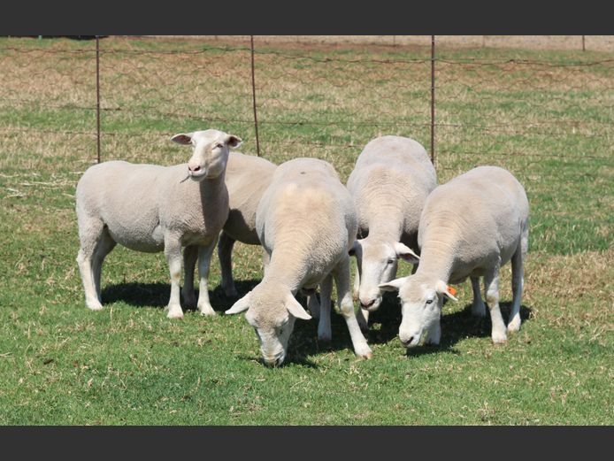 Commercial Animals | Thaba Kwena Dormers