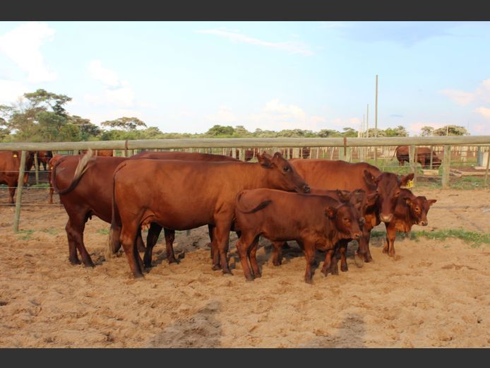 Commercial Animals | Bufland Bonsmaras