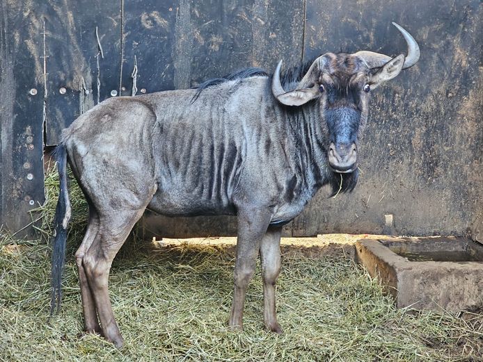 BLUE WILDEBEEST | BUFFELSPOORT