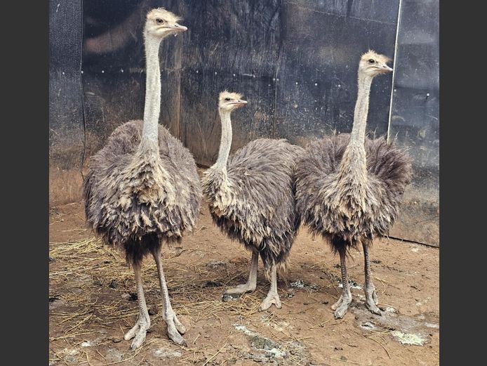 VOLSTRUIS | LITTLE HUT