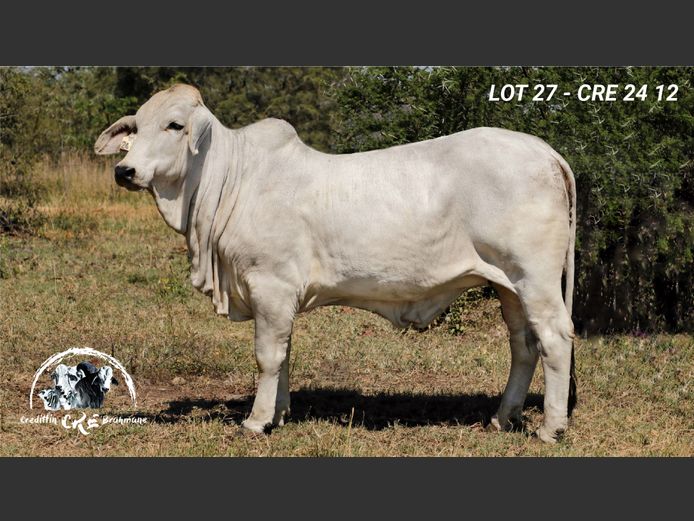 CRE2412 | CRE BRAHMANE