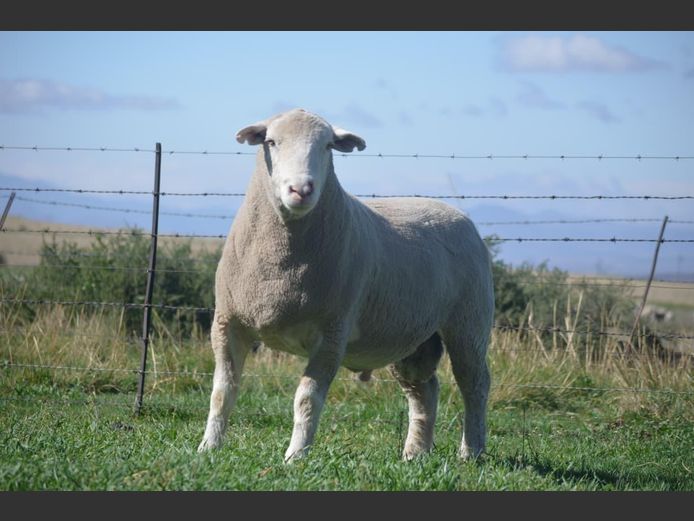 T 240488 | TWEE BROERS DORMER STOET