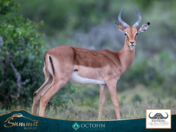 YOUNG IMPALA RAMS