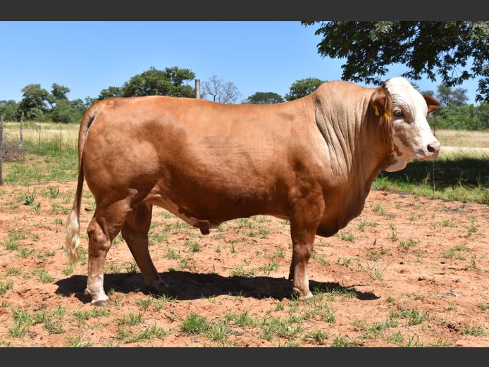 HB21318C | RUMBA SIMBRA