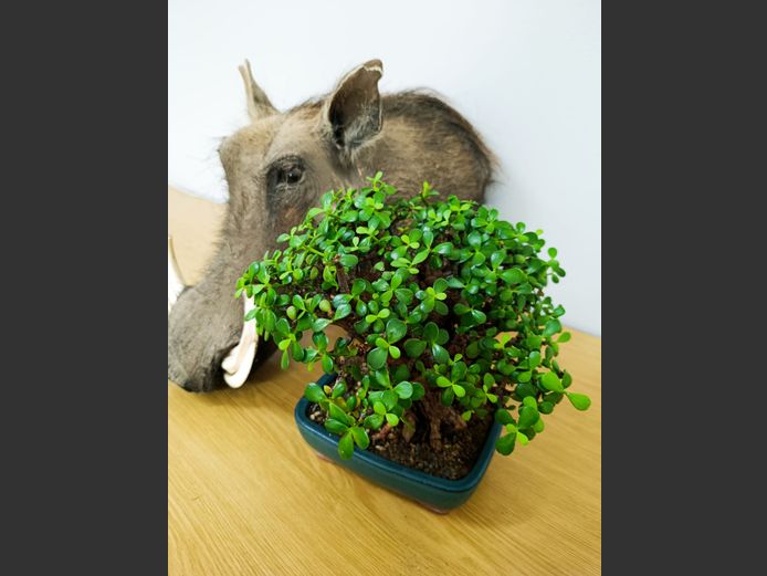 Beautiful Karoo spekboom bonsai tree | William Pringle
