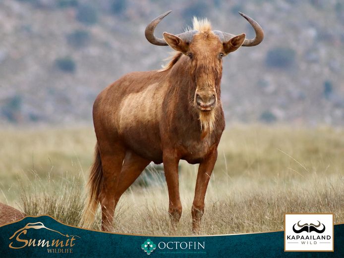 GOLDEN KING WILDEBEEST BULL "GOLDEN LEGACY"