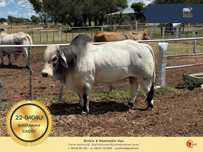 22-0404U | SAVANNAH BRAHMANS