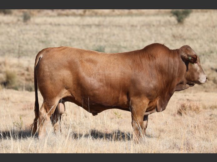 HBH 240103 | CLARK CATTLE COMPANY PTY LTD