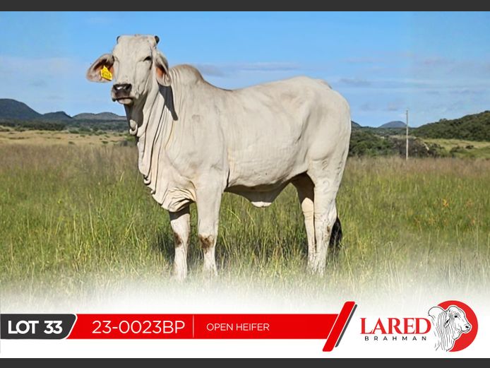 23-0023BP | LARED BRAHMAN
