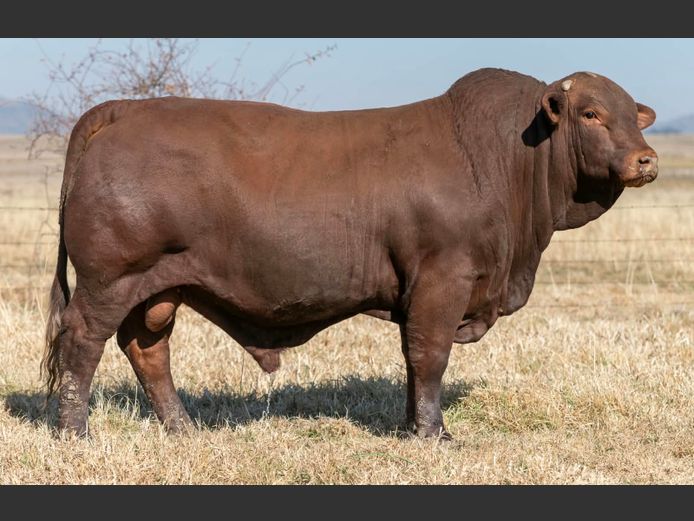SP 230040 HH | PINEKLOOF TRUST