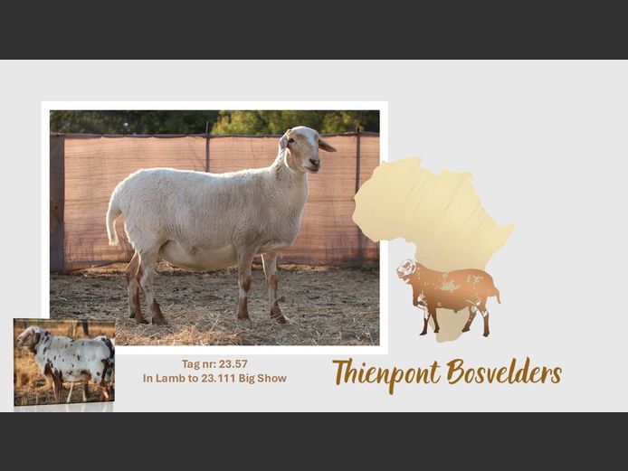 23.57 | THIENPONT BOSVELDERS