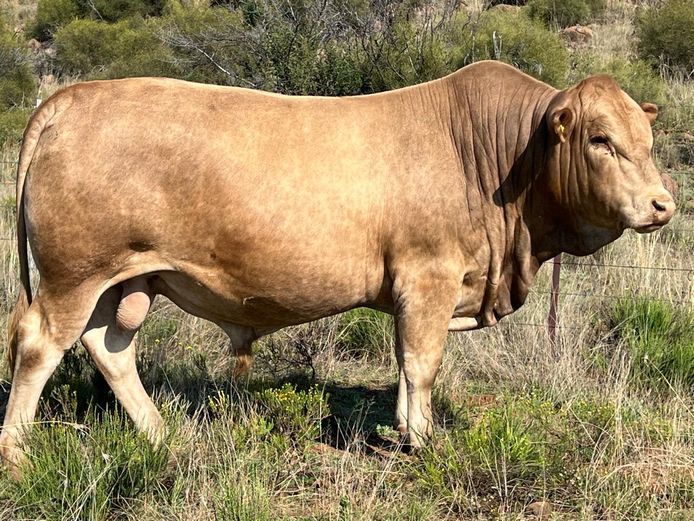 AM230548 | ALPHA OMEGA TULI STUD PTY LTD