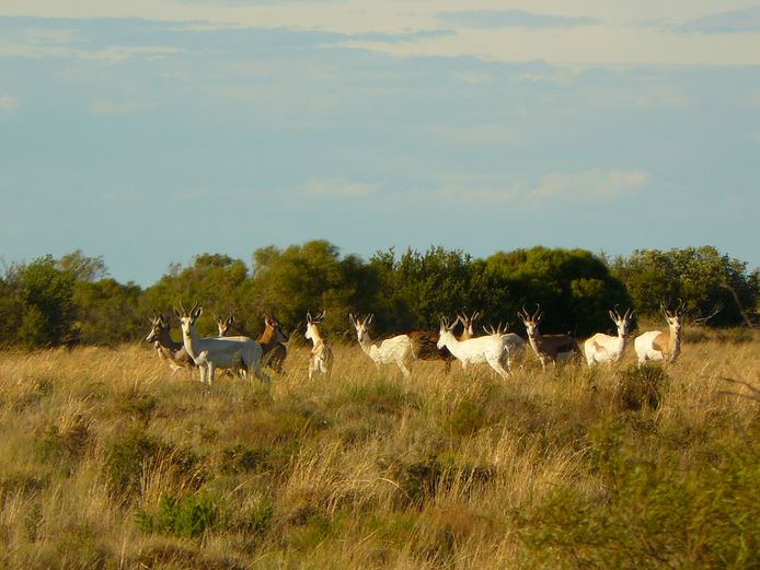 Springbok - KINGS SLAM | Hennie Grobbelaar