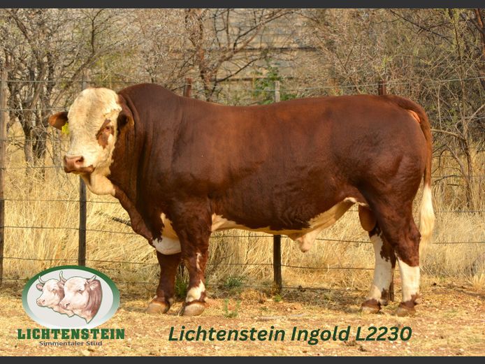 L2230 | LICHTENSTEIN SIMMENTALER
