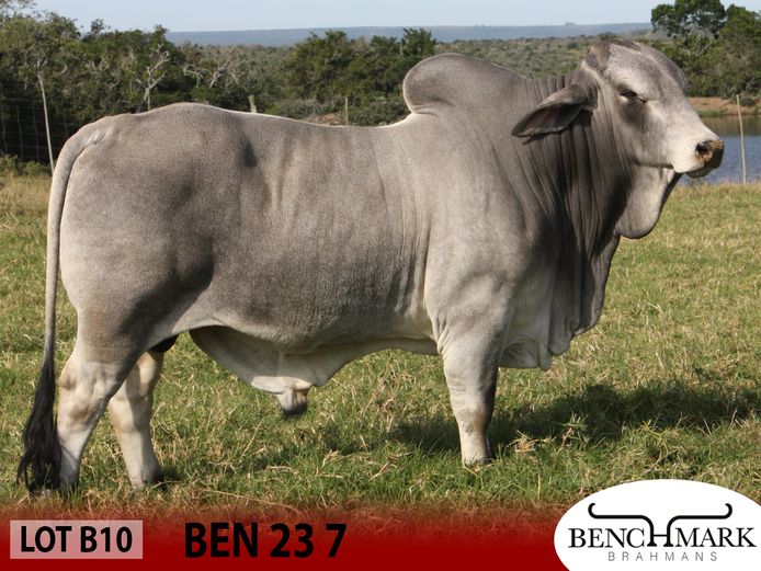 BEN237 | NO 8 CATTLE COMPANY (PTY) LTD