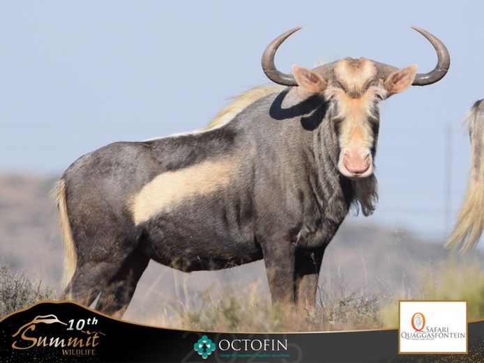 28" King Wildebeest Bull "Majuba"
