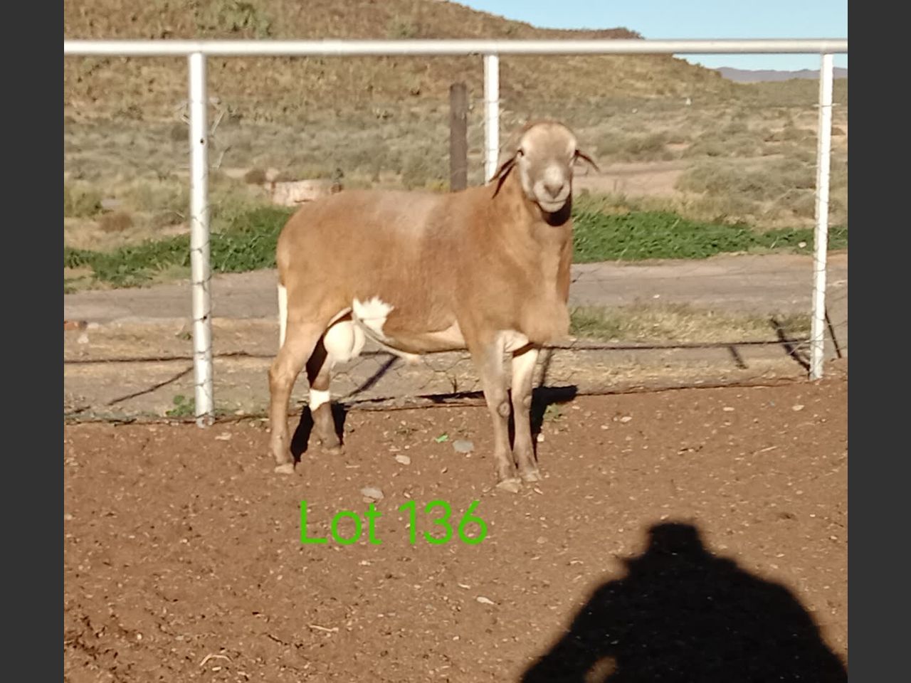 images