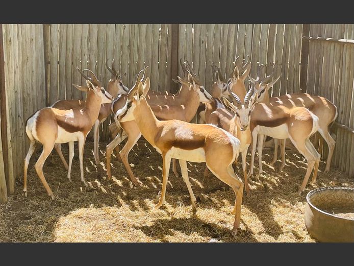Springbok ramme