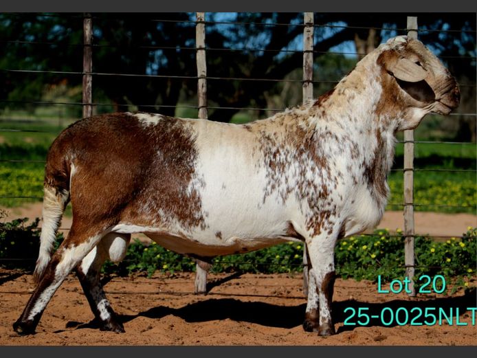 25-0025NLT | LEKWATER