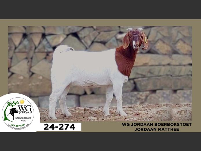 24-274  |  Jordaan Matthee - WG Jordaan Boerbokstoet