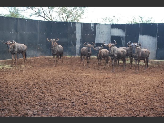 BLUE WILDEBEEST | MIDMALANGAZ