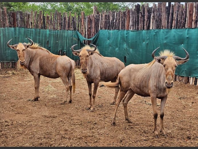 GOLDEN GNU | CHAZAKAMATS