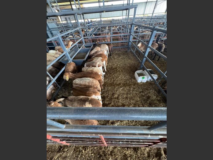 MEATMASTER | LOUMA BOERDERY