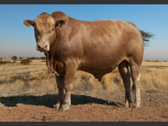 Commercial Animals 