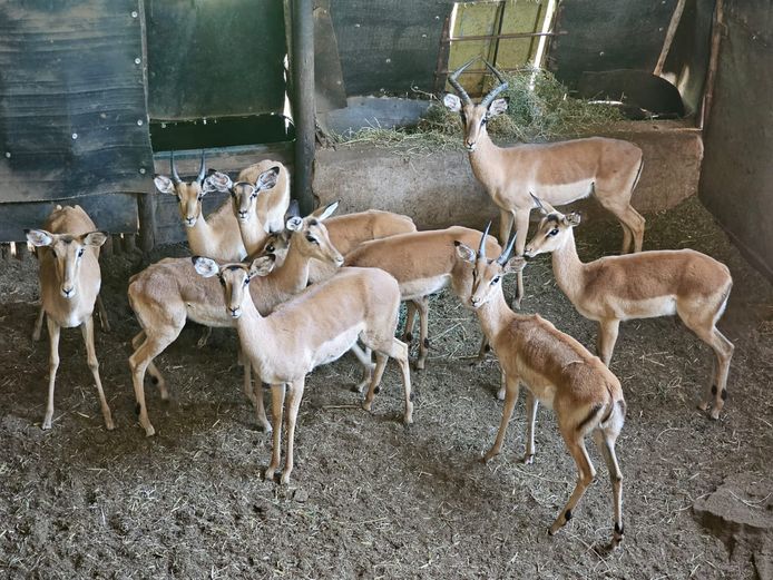 IMPALA | KOLOBE WILDLIFE