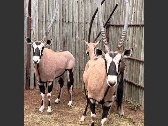 Gemsbok Bulle