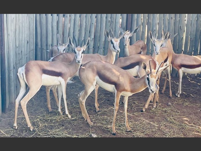 Kalahari Springbokke