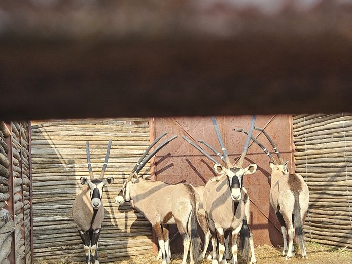 GEMSBOK BULLE