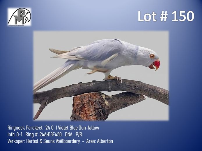0-1 '24 Ringneck Parakeet: Violet Blue Dun-fallow - Herbst & Seuns Voëlboerdery