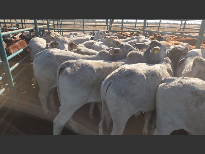 AGRA GOBABIS WEANER AUCTION