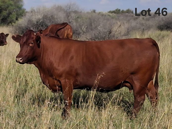 LEO 210011 | M. FERREIRA