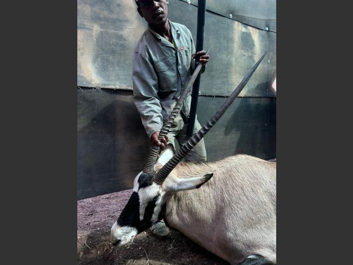 Gemsbok | Weltevrede (J Marx)