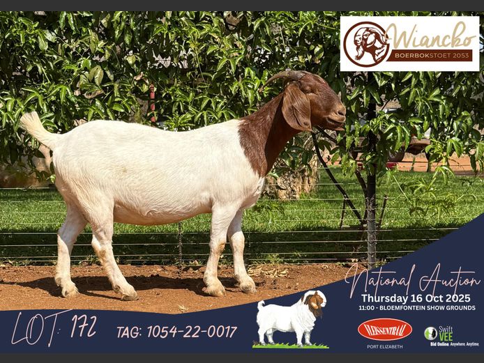 1054-22-0017 | Jacques Combrinck (Wiancko Boerbokstoet)