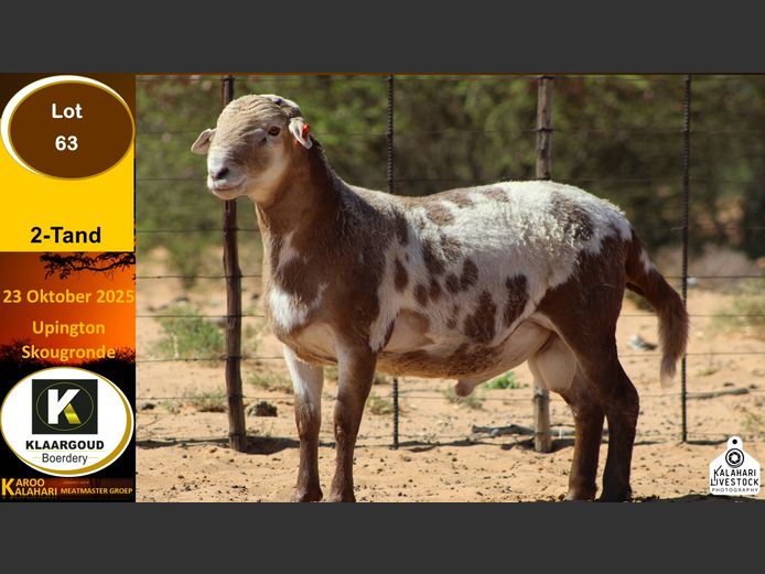 CP 63 | Chris Potgieter & Christia Scholtz - Klaargoud Boerdery