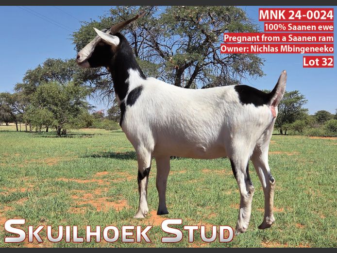 MNK 24-0024 | NICHLAS MBINGENEEKO