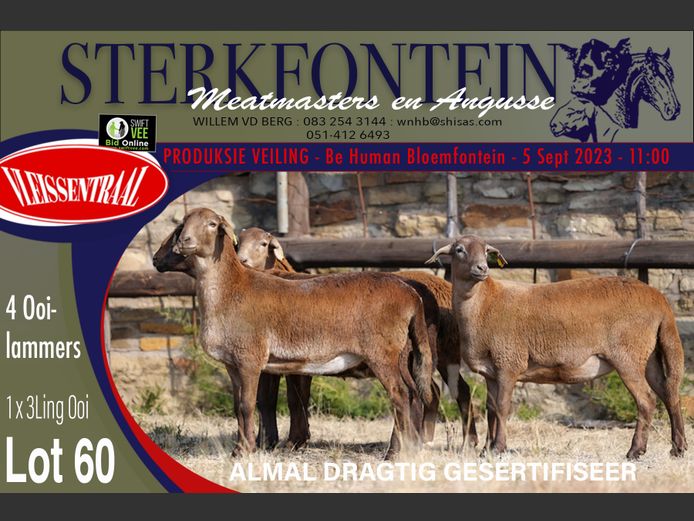 Ewes | Sterkfontein Meatmasters